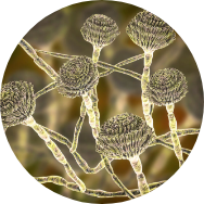 chitosan_aspergillus
