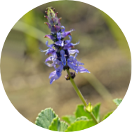 coleus