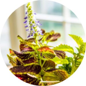 Lipostim - Coleus forskohlii 